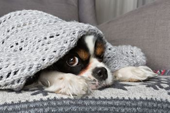 Pet friendly